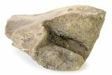 Fossil Ornithischian Dinosaur Partial Bone - Montana #316404-2